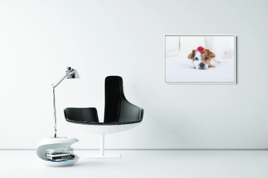 Pet Photo Print - Custom Canvas Art