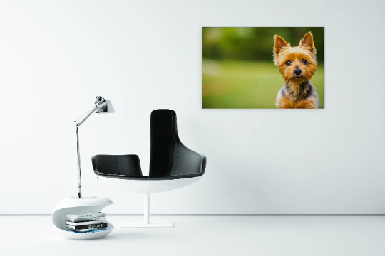 Pet Photo Print - Custom Canvas Art